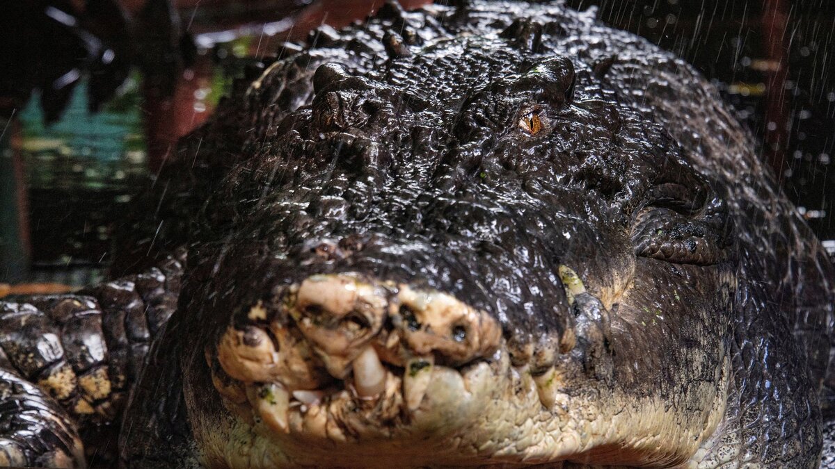 World's largest captive crocodile dies aged 110