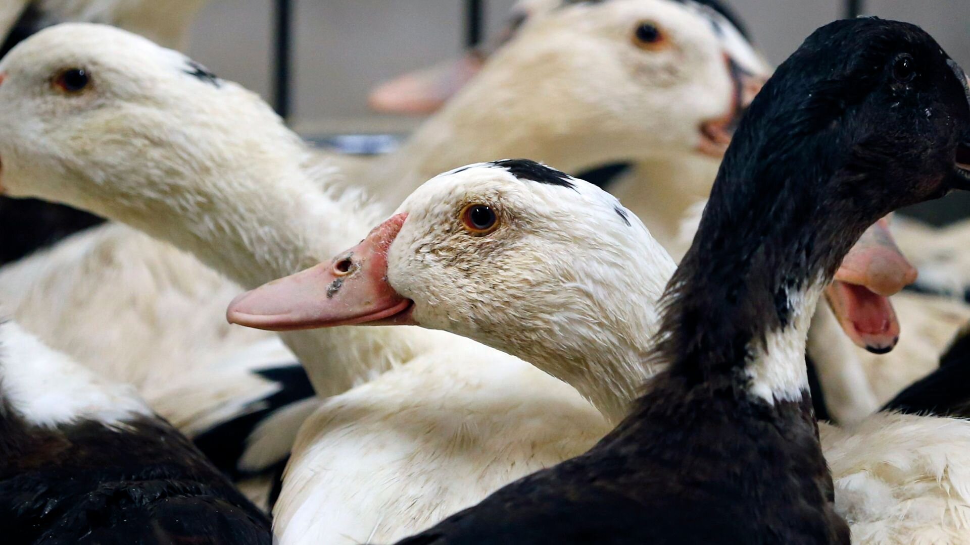 Lab-grown foie gras and chicken get safety checks for British dinner tables